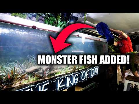 ALL THE FISH IN MY 2,000G AQUARIUM ARE GONE! thumbnail