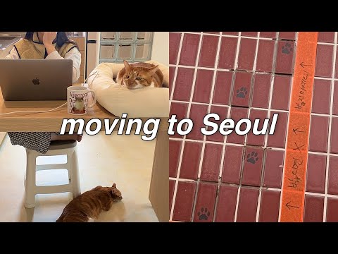 ? 금산에서 서울까지 문보의 서울 상경기ㅣ뚝딱뚝딱 집 만들기ㅣ유튜브 8주년 이벤트? thumbnail