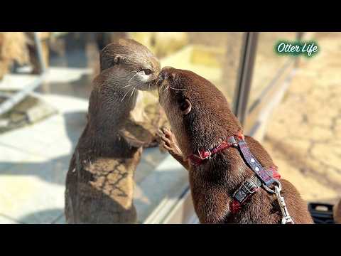 水族館と動物園をハシゴしたらカワウソたちの面白可愛いリアクションが止まらなくなった！ [元ネタ] Non-stop funny and cute reactions! thumbnail