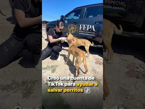 Creó una cuenta de Tiktok para ayudar a salvar perritos thumbnail