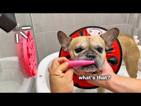 You Won't Believe What It Takes To Bath My French Bulldog**Bath Routine ASMR thumbnail