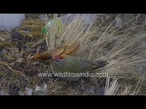 Scaly-bellied Woodpecker Foraging in Joshimath Uttarakhand thumbnail