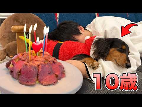 犬生初のお肉のケーキに興奮が止まらない犬【10歳】 thumbnail
