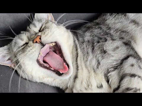 Kämpfen die Katzen wegen der Rangordnung oder wie? thumbnail
