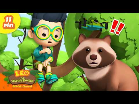 Is the Tanuki a Shapeshifting Spirit?! | Leo the Wildlife Ranger | Educational Animal Cartoons thumbnail