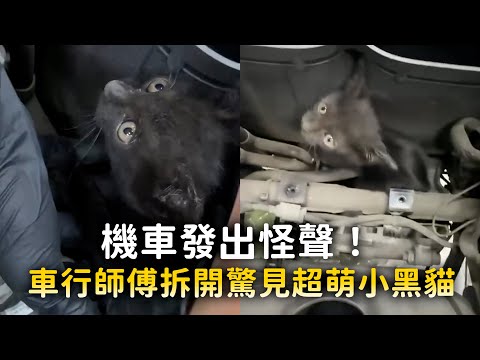 機車發出怪聲！　車行師傅拆開驚見超萌小黑貓 thumbnail