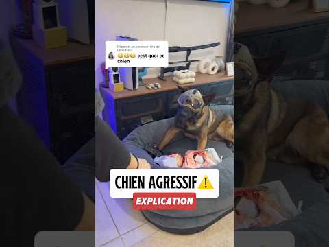 un chien des enfers 😭 #ades #garde #os #protection #ressources thumbnail