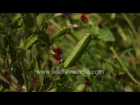 Asparagus Pea flowers at Wilderness Orchard, Delhi thumbnail
