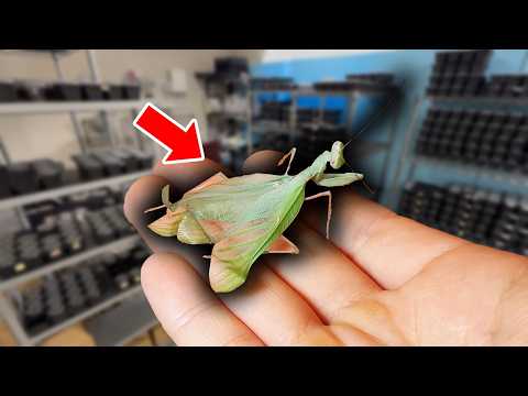 障害のせいで売れ残ったカマキリを飼育したらヤバい… thumbnail