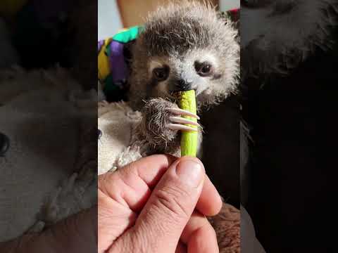 Watch This Days-Old Baby Sloth Get Stronger And Stronger Every Day  | The Dodo thumbnail
