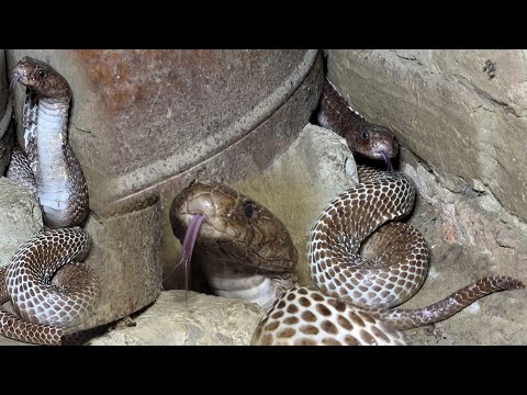 देखिए भयानक कोबरा सांप, इस घर में कैसे घात लगाए बैठा था..?? Dangerous Cobra Snake Rescue operation thumbnail