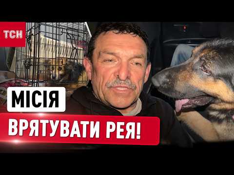 Господарі поїхали, а вони залишились під обстрілами: зворушлива історія вівчарки Рея thumbnail