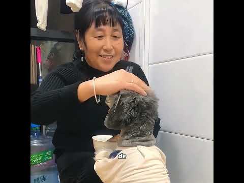 ¡Este es el perro más ocupado que he visto en mi vida! thumbnail