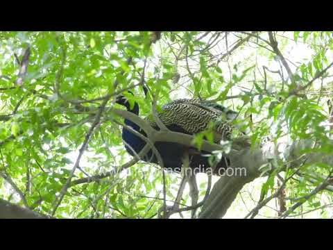 Indian Peacock roosting on a Neem branch during Delhi's summer heat thumbnail