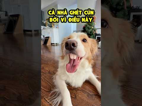 Thằng Chó Bị Cả Nhà Ghét Vì Lý Do Gì⁉️ thumbnail