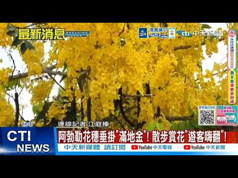 【每日必看】阿勃勒花穗垂掛"滿地金"! 散步賞花"遊客嗨翻"! 20260531 thumbnail