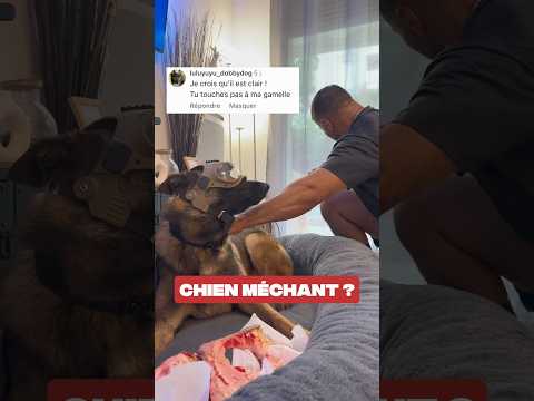 Il garde tout de tout !!! 🤭 #ades #malinois #garde #os thumbnail