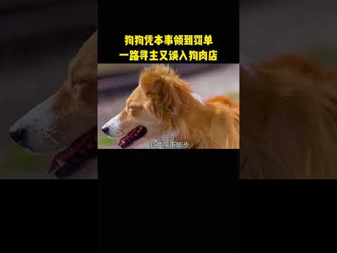 狗狗凭本事领到罚单，一路寻主又误入狗肉店 thumbnail