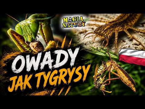 Zabójcze Owady Polski – Mali Łowcy Bez Litości thumbnail