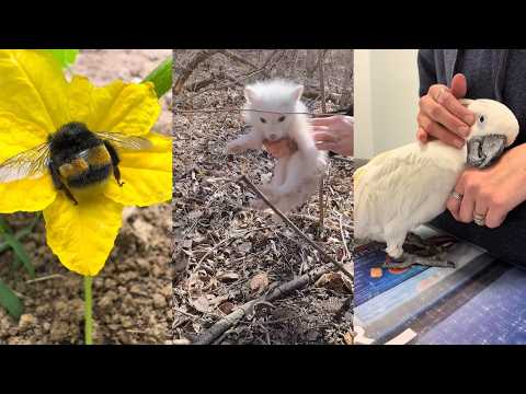A Faint Little Life#lovestory #animals #wildliferescue #cute #rescue #pets #love #funny #truelove thumbnail