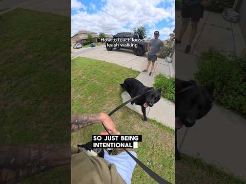 How to teach your dog loose leash walking thumbnail
