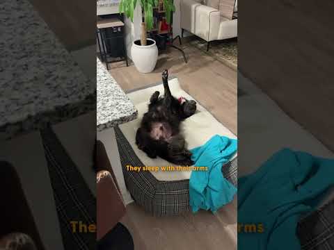 Rescue Dog Meets His Real Dad After A DNA Test | The Dodo thumbnail