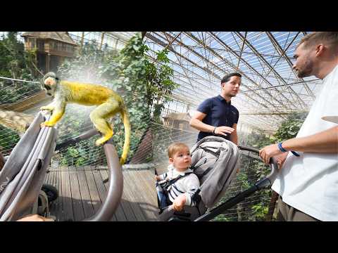 PAIRI DAIZA IS GEWELDIG! AAPJE SPRINGT OP DE KINDERWAGEN!😂 thumbnail