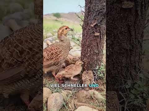 Rebhühner statt Pestizide   geniale Natur Methode thumbnail