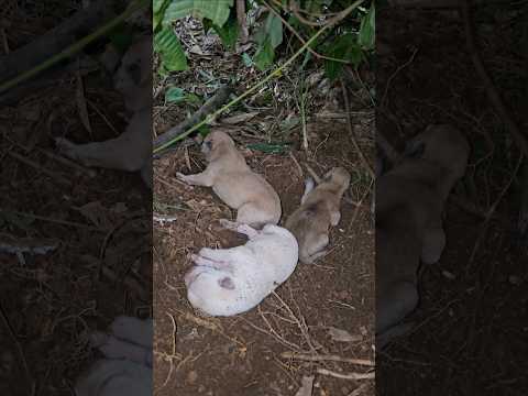 ഗുഹയിലെ കാട്ടുപട്ടിയുടെ അവസ്ഥ മഴയത്ത്.. thumbnail