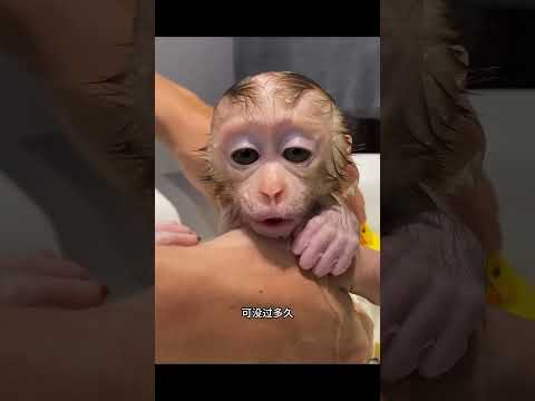 被猴妈推开的小生命，却在男子的救助下，意外获得新生！ #animals #奇妙的動物 #pets thumbnail
