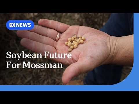 Soybean instead of sugar provides new economic lifeline in Mossman | ABC NEWS thumbnail