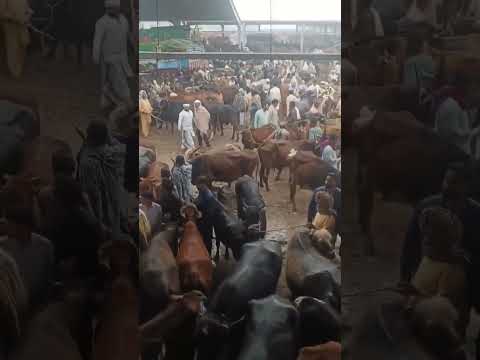 #eiduladha #automobile #pakistantour #unfrezzmyaccount #colonelkkjϟ #funny #comedy #duet #agro thumbnail