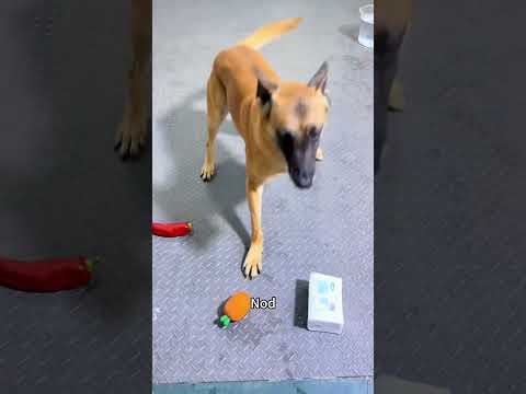 how to make your dog listen to you every time #dog #dogcoach #malinois thumbnail