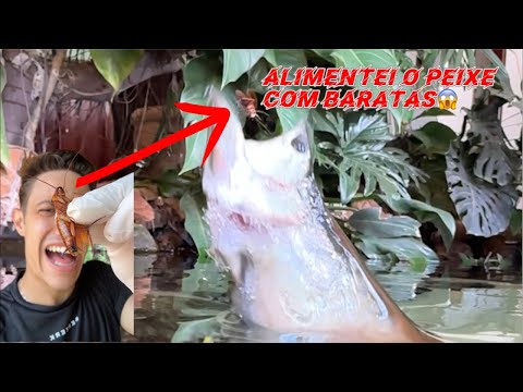 Ao vivo alimentando os peixes com baratas!😱🪳🦈 thumbnail