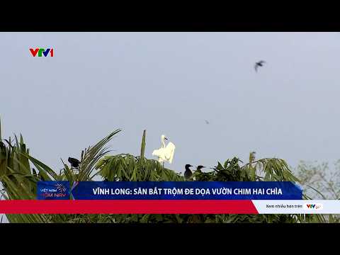 Lão nông bất lực nhìn đàn chim quý thưa dần vì nạn săn bắt trộm tại vườn Hai Chìa, Vĩnh Long | VTV24 thumbnail