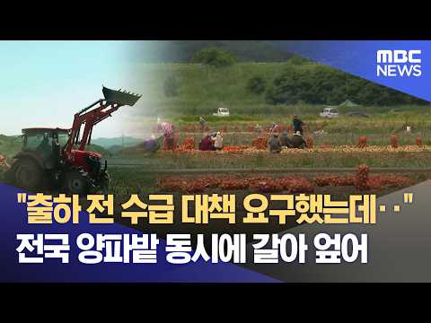 양파밭 갈아엎은 농민들 "최저 생산비 보장하라" (2026.05.15/뉴스데스크/MBC경남) thumbnail