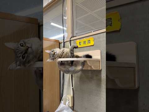 天空の城コテン #猫 thumbnail