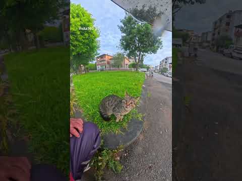 KEDİLER AYIRMAK İSTEDİM SADECE #keşfetteyiz #keşfetbeniöneçıkar #kesfeteyyiz thumbnail