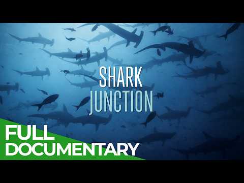 Shark Junction: The Ocean’s Deadliest Crossroads | Free Documentary Nature thumbnail