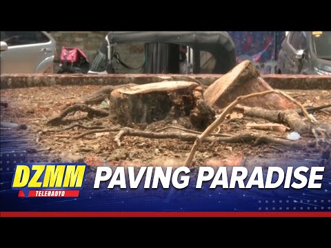 600 trees along Quirino Ave to be cut down for SALEX project thumbnail