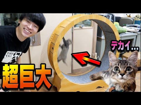 【衝撃】人間サイズのキャットホイールに子猫を入れたら本能覚醒！！ thumbnail