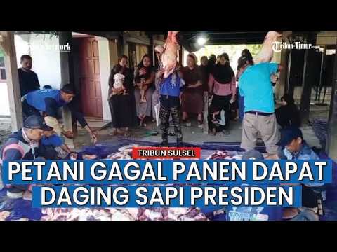 Sapi Kurban Presiden Disembelih di Tiroang Pinrang, Petani Gagal Panen Kebagian Berkah thumbnail