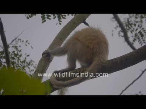 Endangered Gee’s Golden Langur with infant in the forests of Assam thumbnail