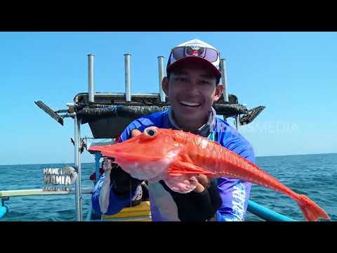 Berburu Strike Penghuni Perairan Grajakan, Banyuwangi | MANCING MANIA STRIKE BACK (31/05/26) P1 thumbnail