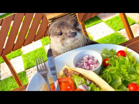 のんびりテラスでランチ食べようとしたらカワウソがおねだりしてきた The Otter Started Begging My Lunch [元ネタ] thumbnail