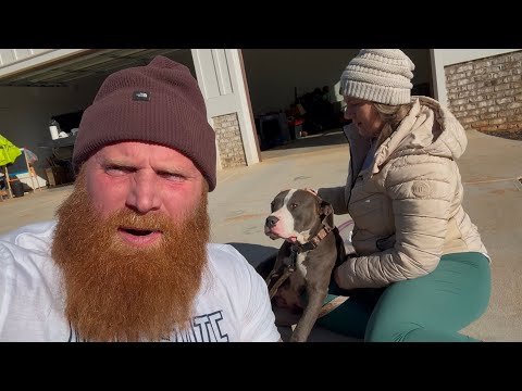 We found an abandoned, pregnant Pitbull! thumbnail