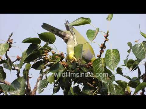 Yellow-footed Green Pigeon perched on fruiting tree in Wilderness Orchard thumbnail