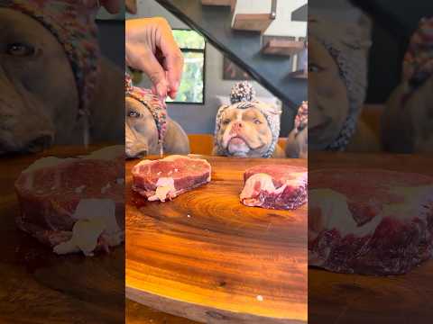 Contrafilé para aquecer o dia 🤩🐾 Minha Galerinha 🐾🐾 Ama thumbnail
