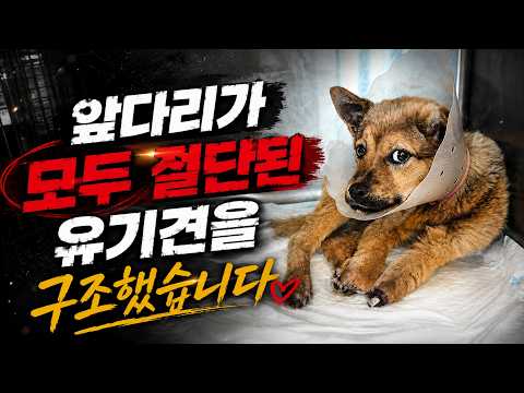 이 강아지는 덫에 걸린 다리를 스스로 끊어내면서까지 살고싶었지만 결국 안락사 된다고 합니다 #견생역전_소망이 thumbnail