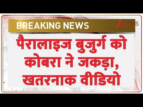 Odisha Snake: पैरालाइज बुजुर्ग को कोबरा ने जकड़ा | Breaking news | latest news | hindi news thumbnail